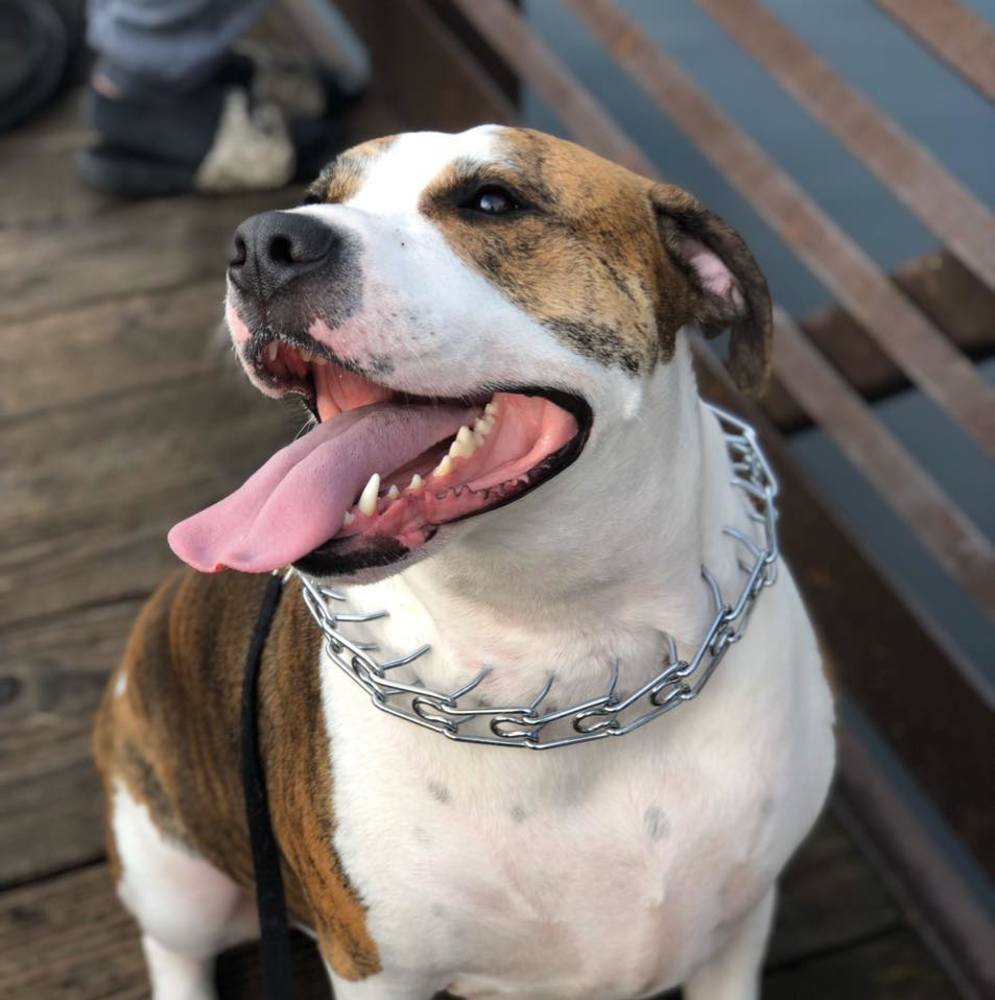 Meet your Posher, Skylar